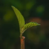 Make Photos Clear - Colorize